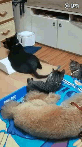 a051bf1d3ea592bdbfebb8cdd0df4407.gif